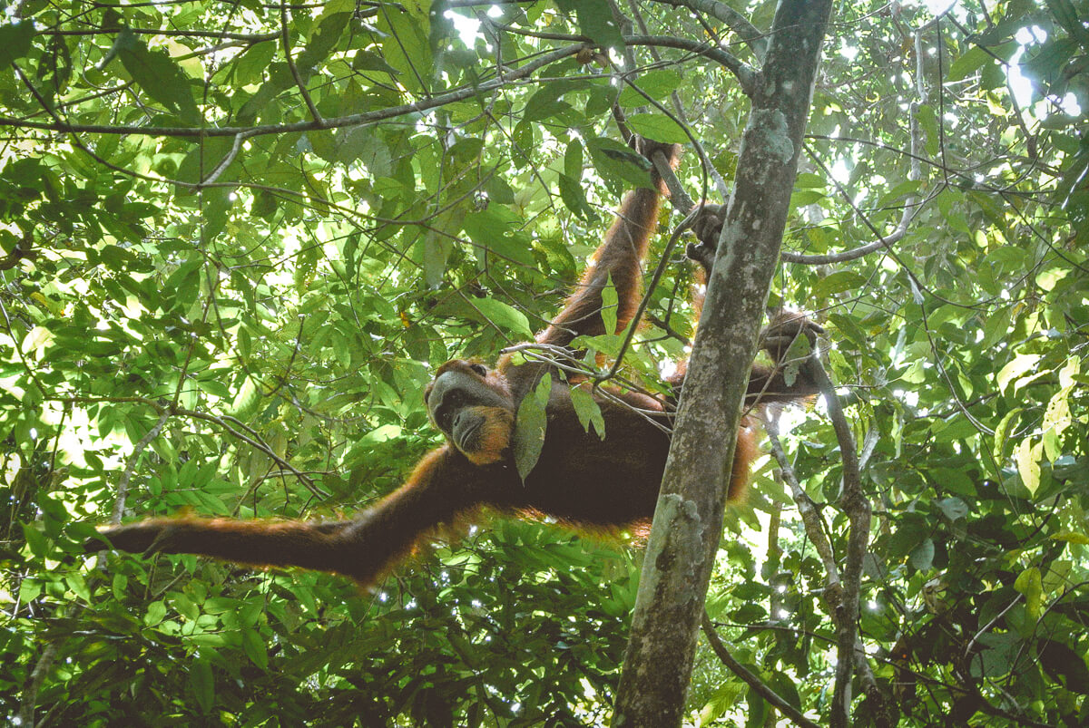 bukit lawang