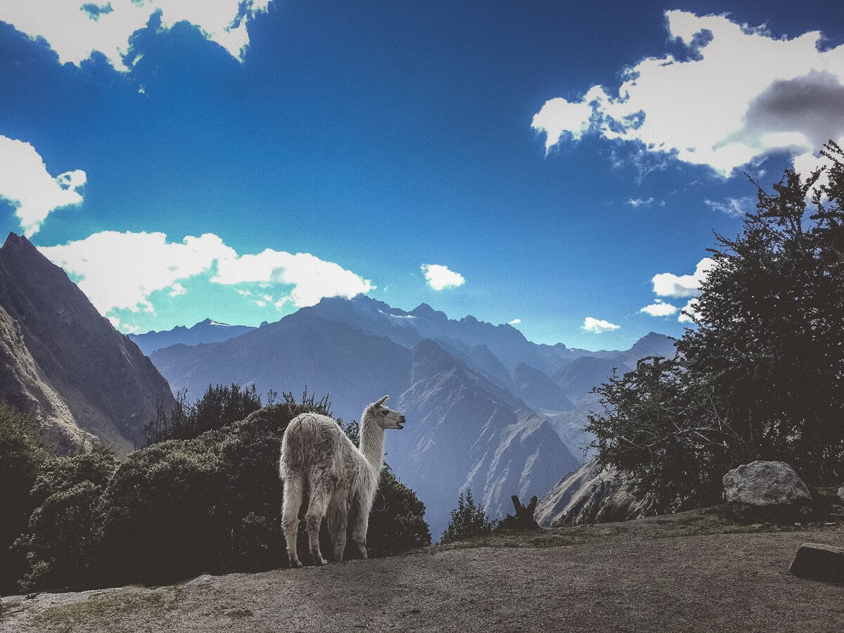 llama admiring a veiw on the inca trail