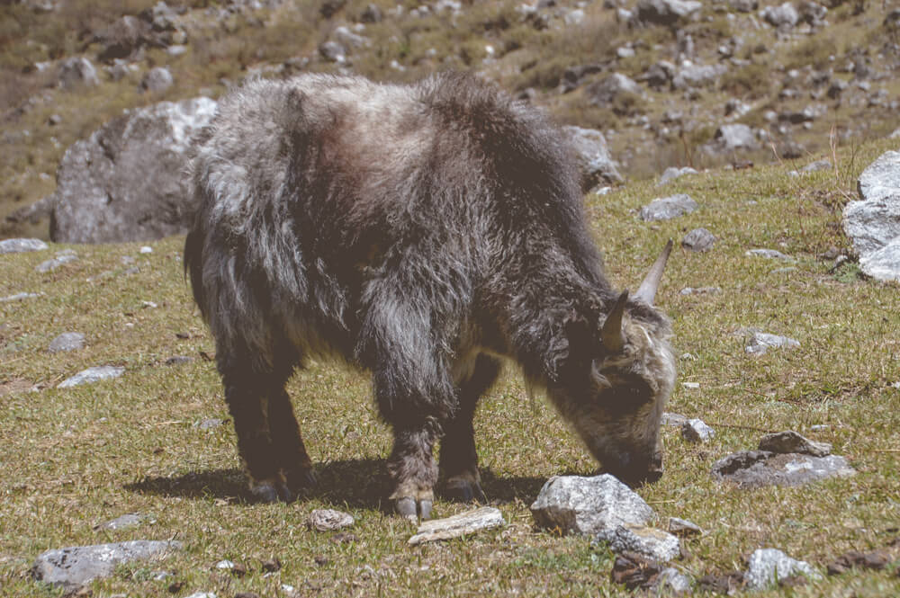 Langtang