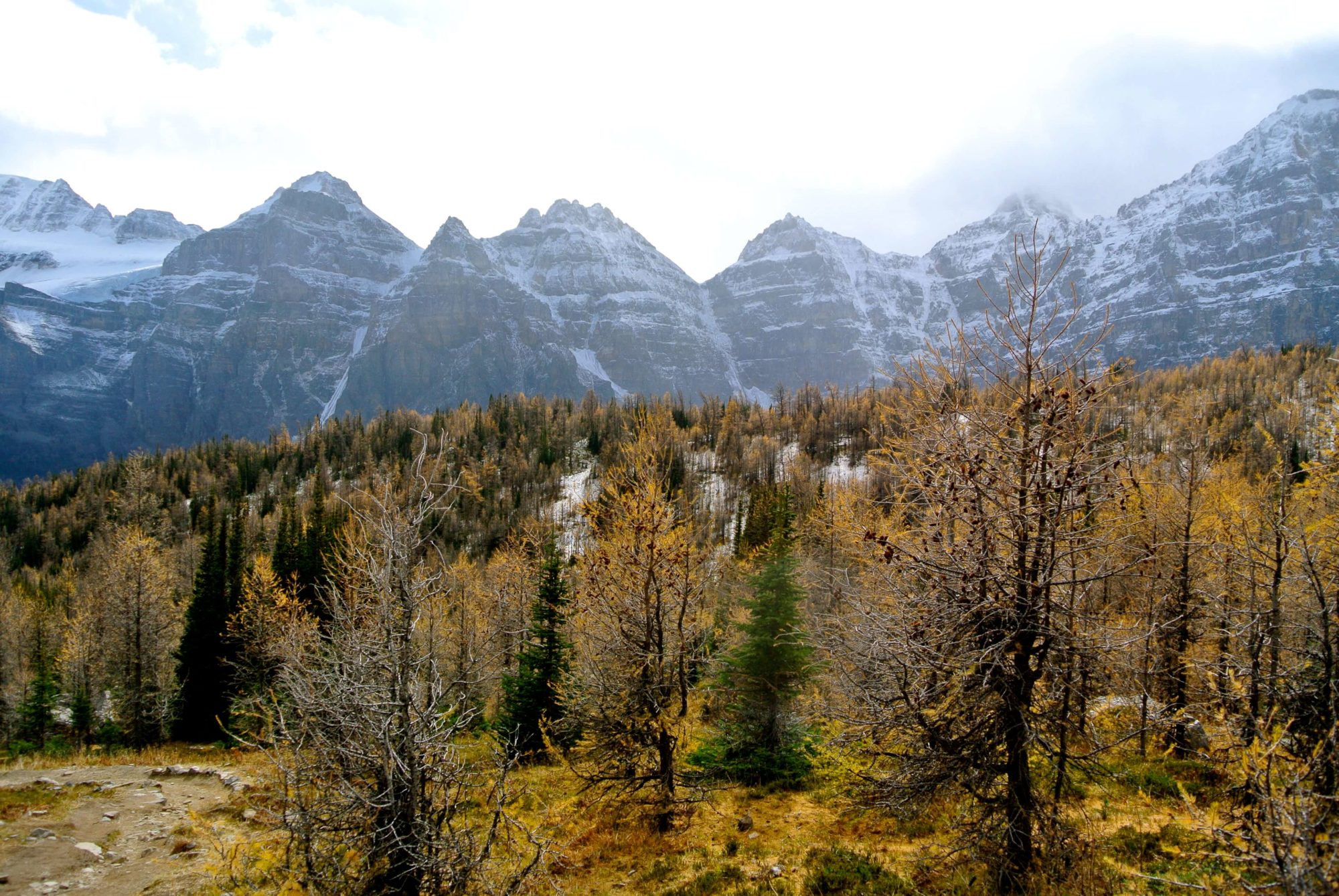 Larch Valley