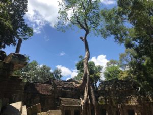 Cambodia Itinerary Ta Prohm