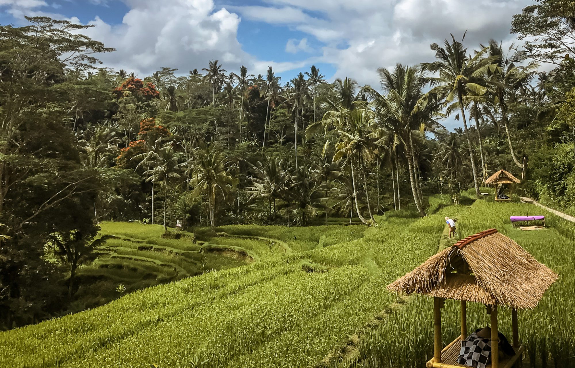 Rice Fields in Bali Indonesia