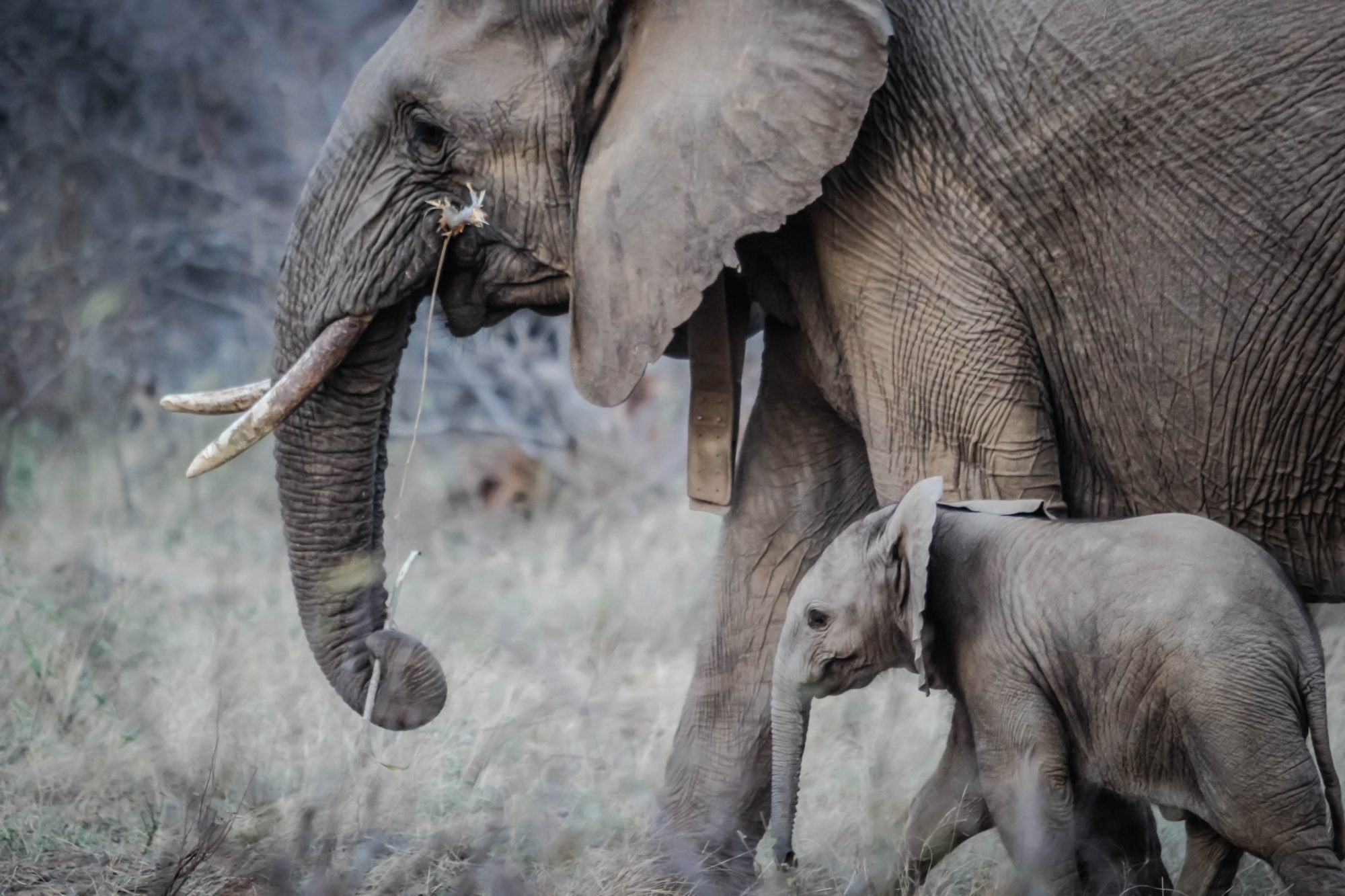 Elephant mother and baby