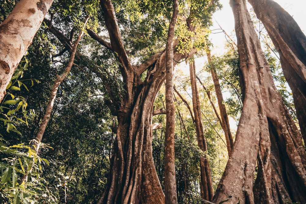 Forest in Mondulkiri