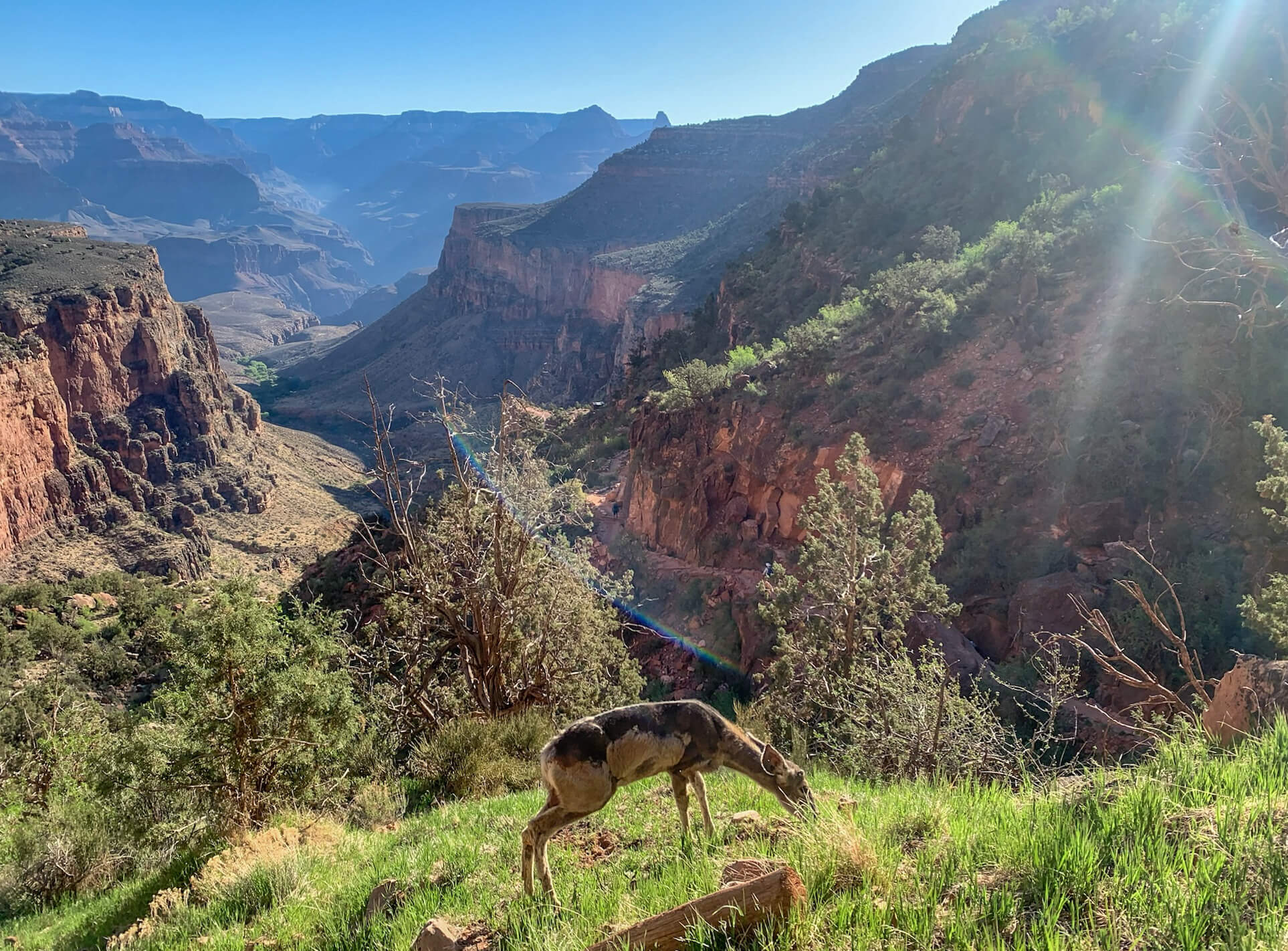 Deer on Bright Angel Trail in the Grand Canyon