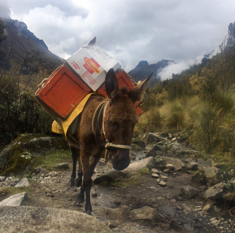 Donkey on the Santa Cruz Trek in Peru